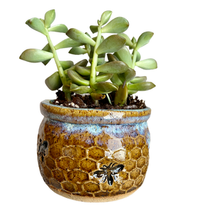 Honeycomb Succulent Planter